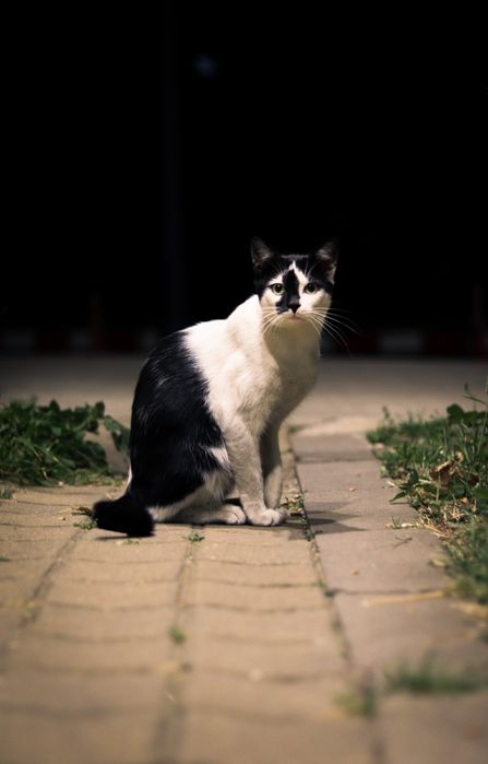 Kit camera Canon EOS M50