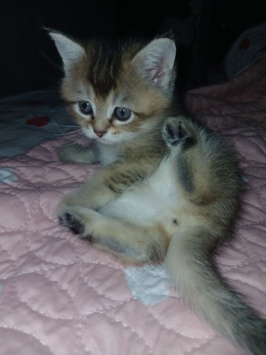 Британские котята