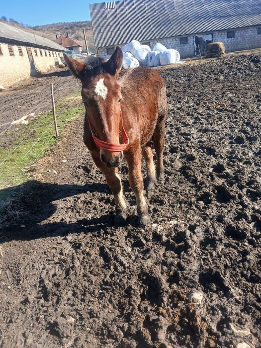 Vand  manza   din caii buni