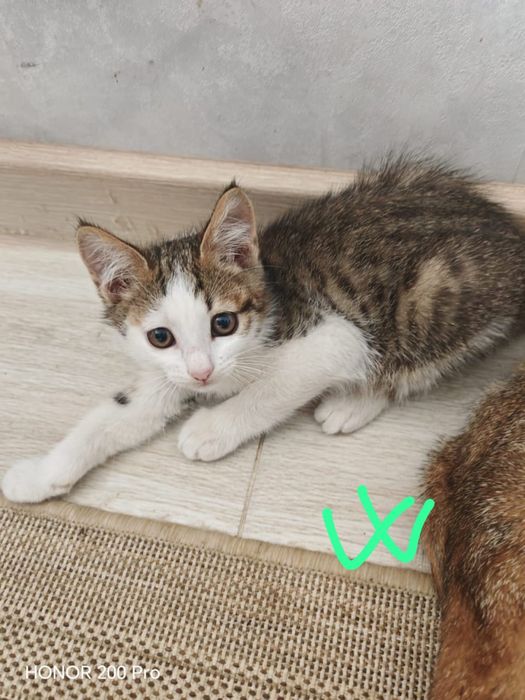 Котята - мышеловы.