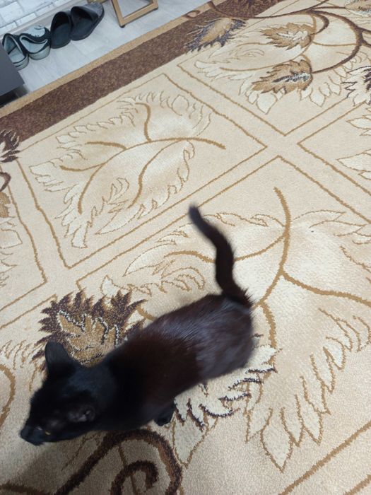 Отдам котенка, черный