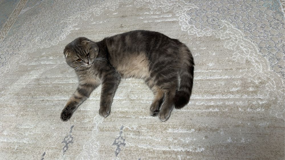 Продам вислоухого британца