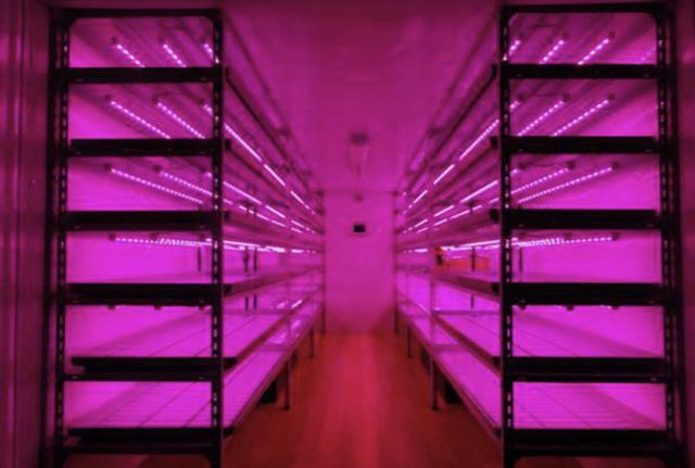 Фитолампа led для ростений