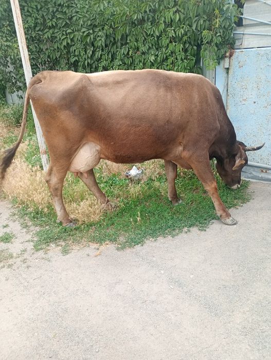 Продам Корову Алатау