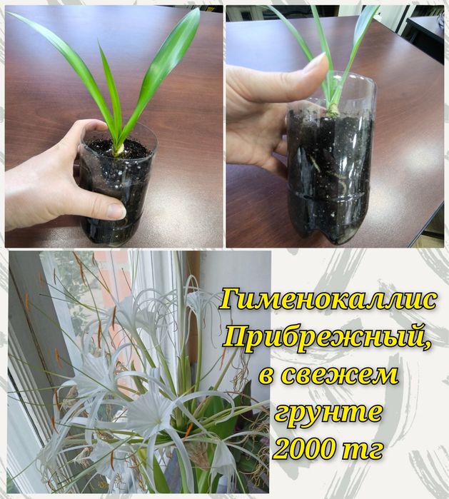 Филодендроны, гименокаллис и др.