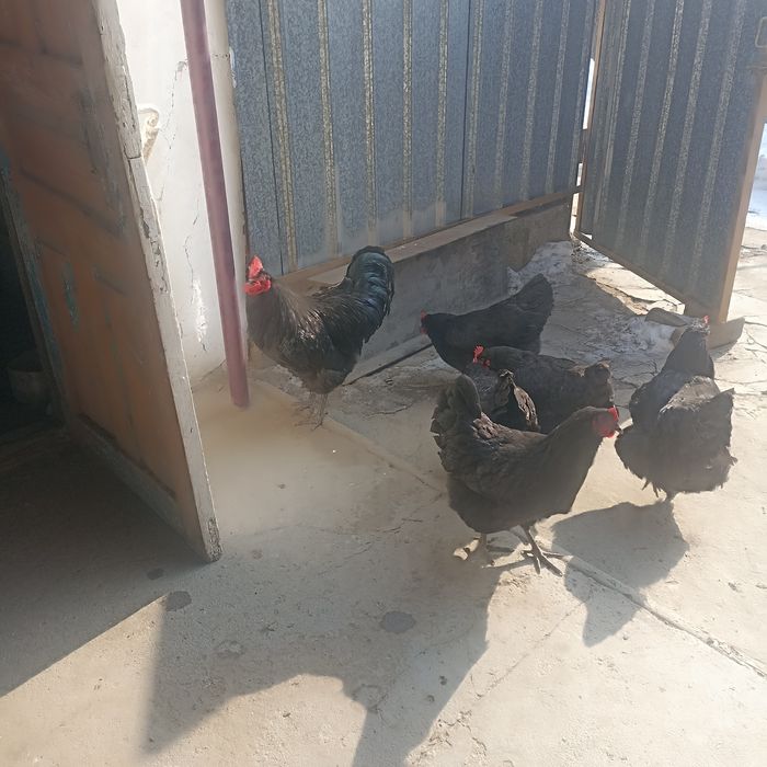 Яйца Джерсийского Гиганта