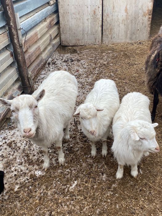 Ешкі сатылады Занен ешкі