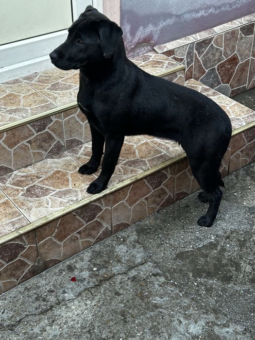 Ofer cățelușă spre adopție.