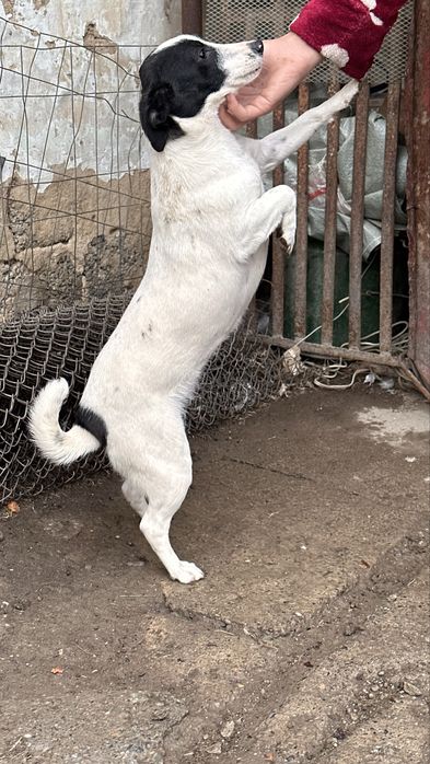 Маленькая добрая собачка ищет семью