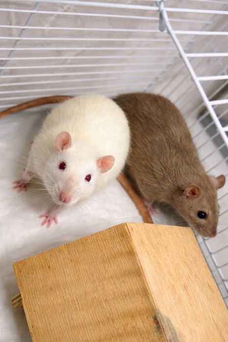 Продам крыс породы дамбо