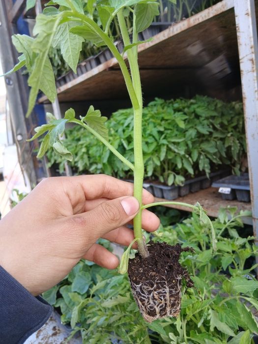 Producator  Răsaduri , vanzare toata tara