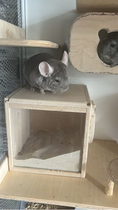 Продам шиншилл девочки