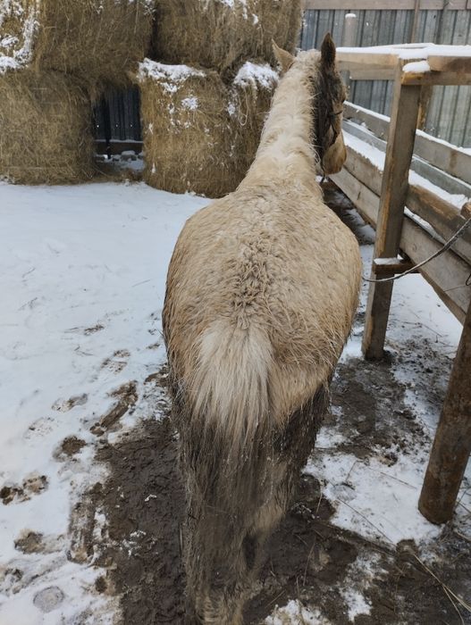 Продам жабағы на откорме