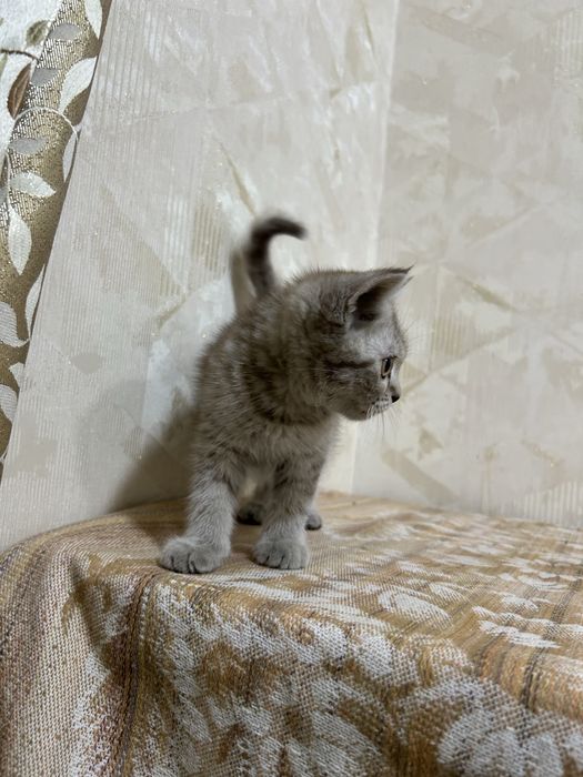 Scottish Straight Mushuk bolasi sotiladi