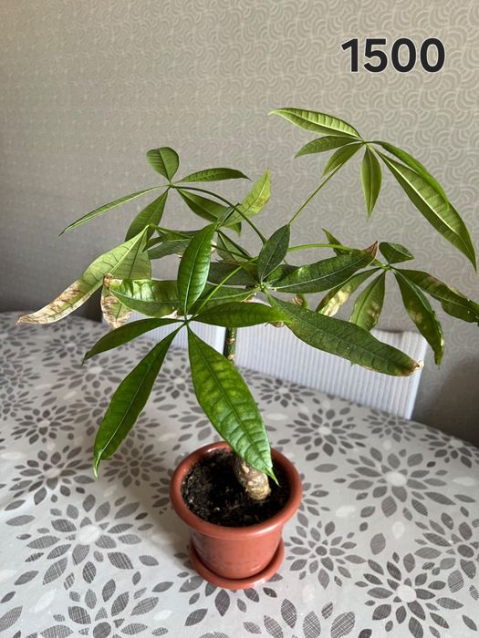 Комнатные растения