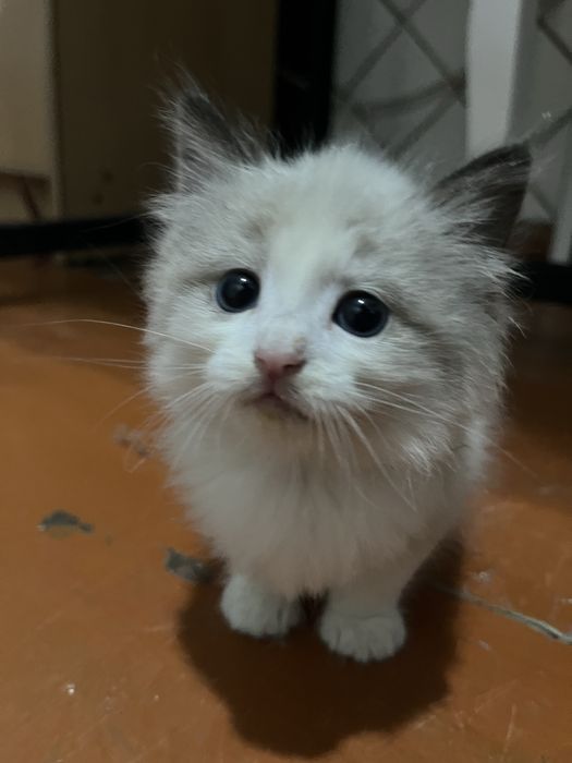 Бесплатно котенок