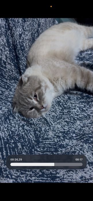 Продается кот Скоттиш фолд