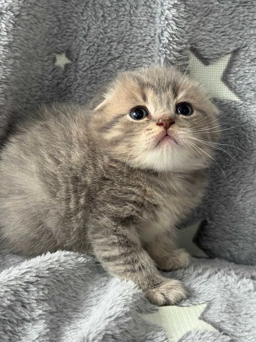 плюшевые малыши вислоушки