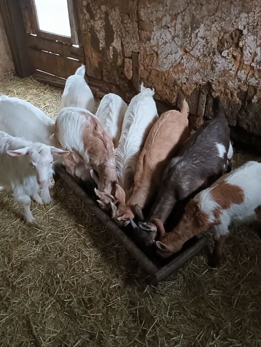 Iezi pentru sacrificare