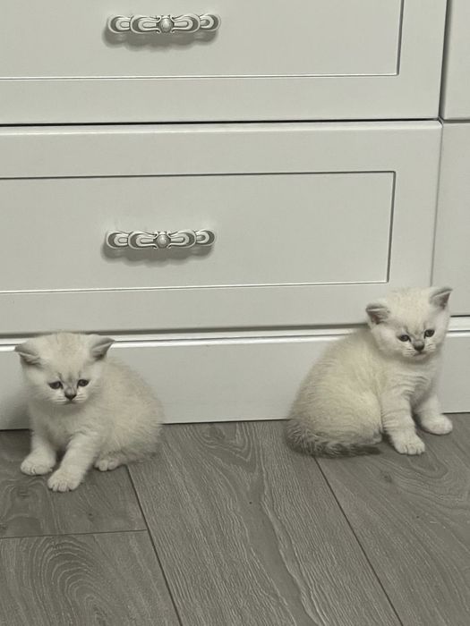 Британские котята
