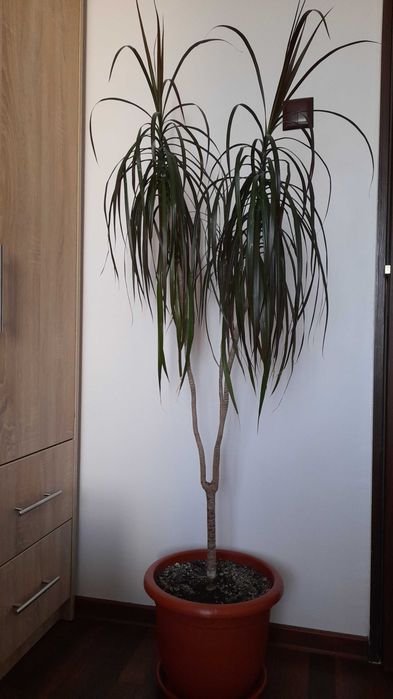 Vand plantă Dracaena naturala 150 inaltime. Doar in Pitești sau in apropiere o aduc acasa!