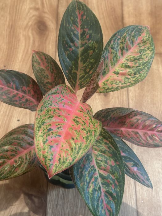 Комнатные цвет