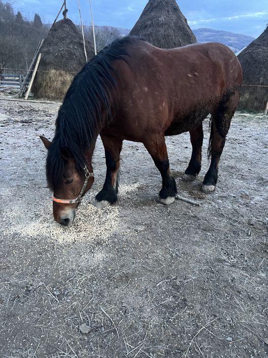 De vanzare iapa 4 ani ,