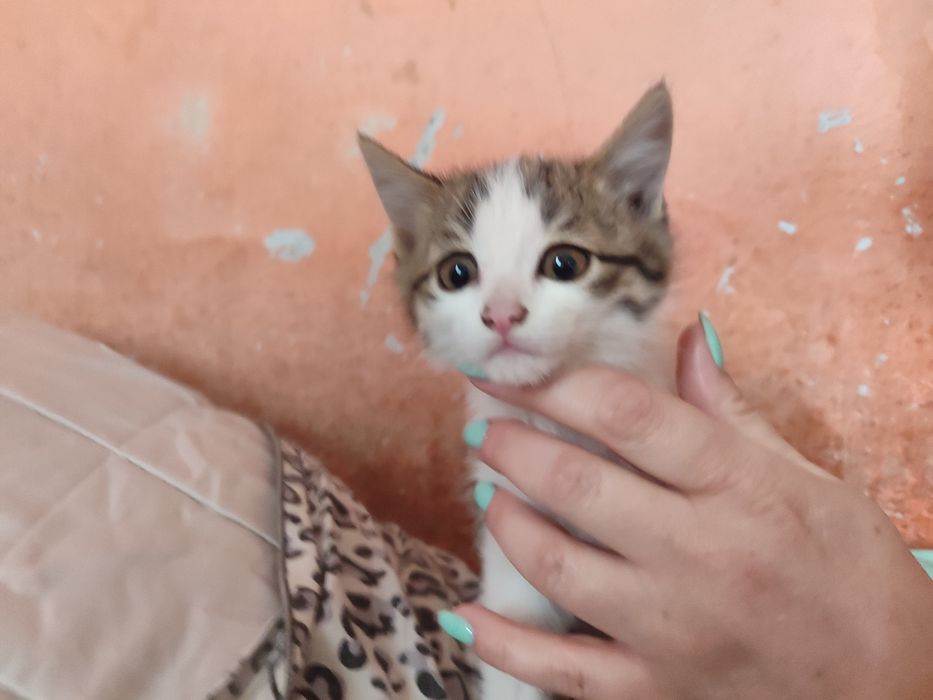 Отдам котят бесплатно