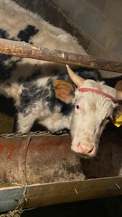 Бука 1,5жасар...