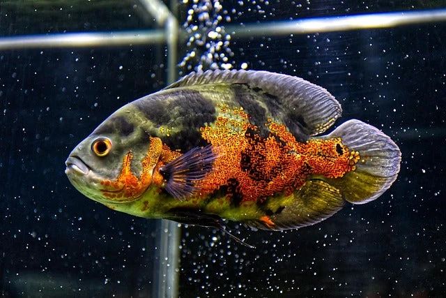 Pangasius Oscar Baliq bor