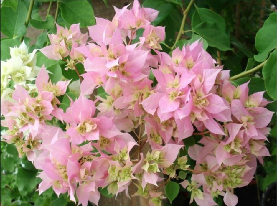 Бугенвиллия дабл пинк (вечноцветущая)