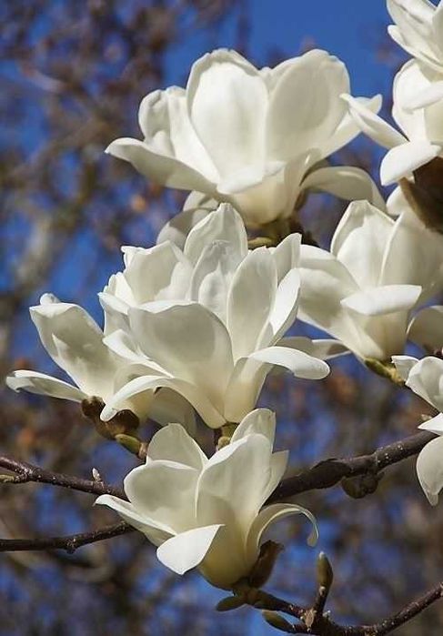 Magnolia soulangeana roz alba mov Susan