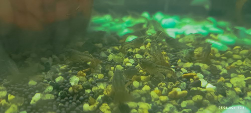 Продам аквариумных раков