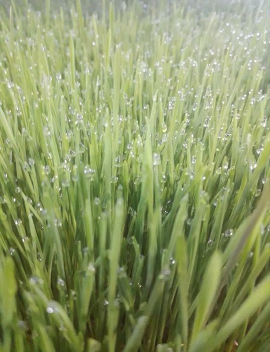 Гидропоника для животных,кроликов, хомечков и рыб Ундирилган Бугдой