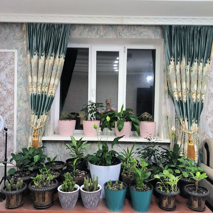 Цветы комнатные от 3000тг