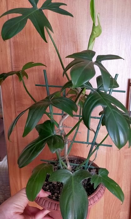 Комнатные растения продам