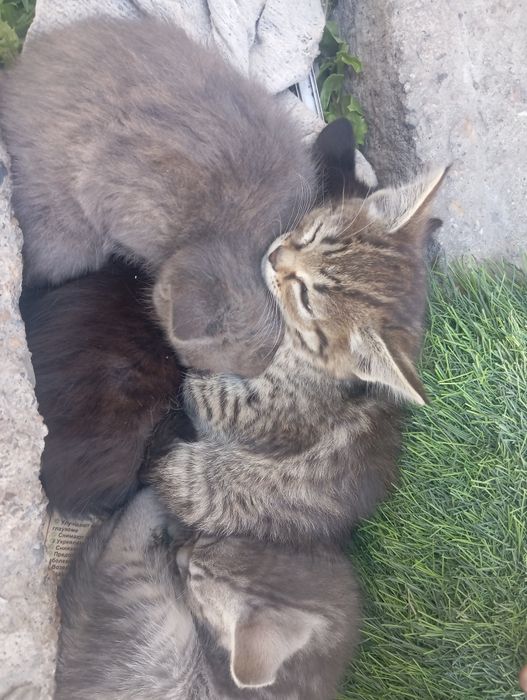 Котята отдам в хорошие руки