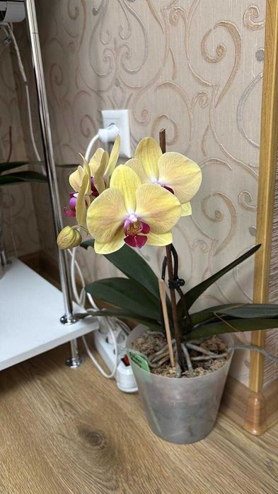 Орхидеи, домашнее цветение