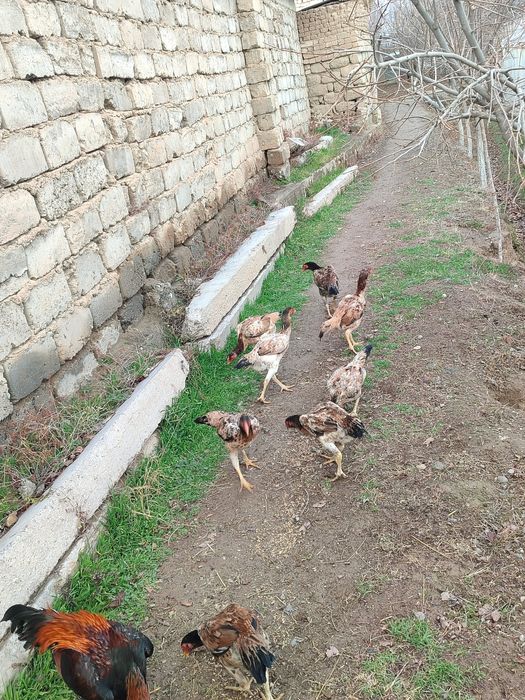 Joʻja mokilar sotiladi 8 dona tuxum berib boshladi manzil Termiz tuman