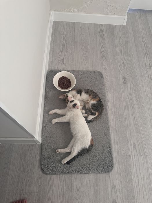Котята в добрые руки СРОЧНО.