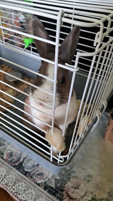 Продам кролика (мальчик)
