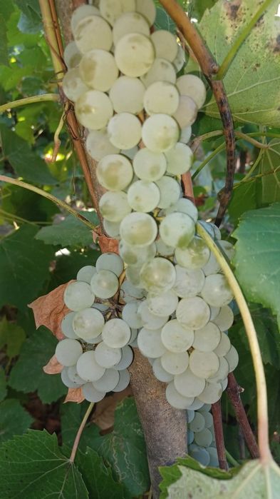Struguri nohan alb De Vânzare