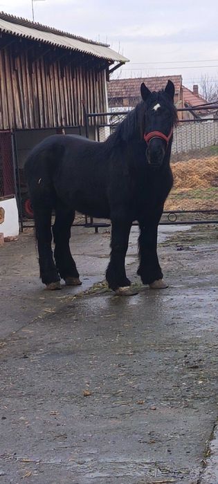 Vând iapa grea de 3 pe 4 ani