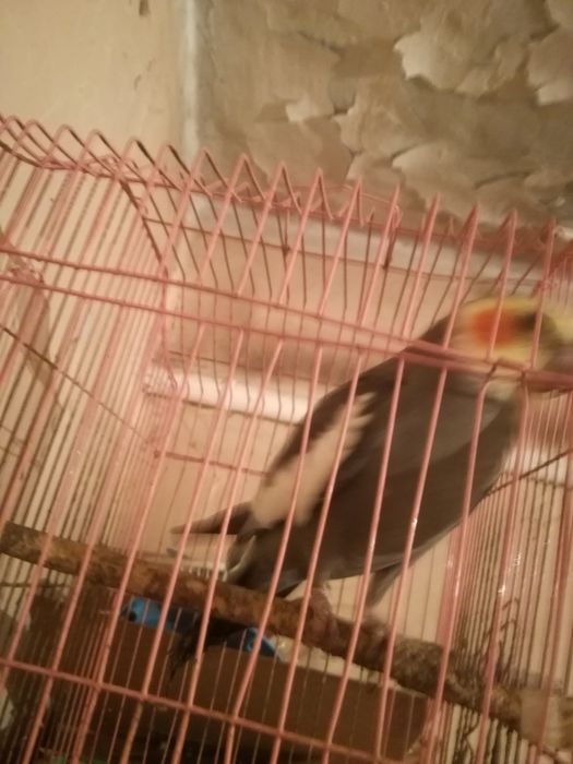 Птица тропик домашнее .. Капелла.