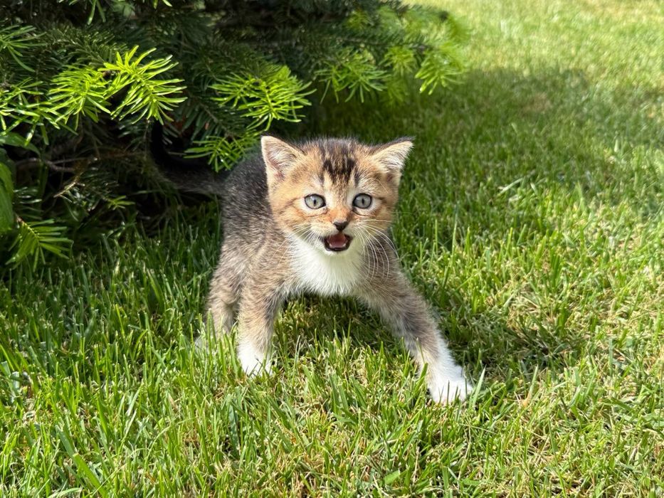 Котята Шотландские