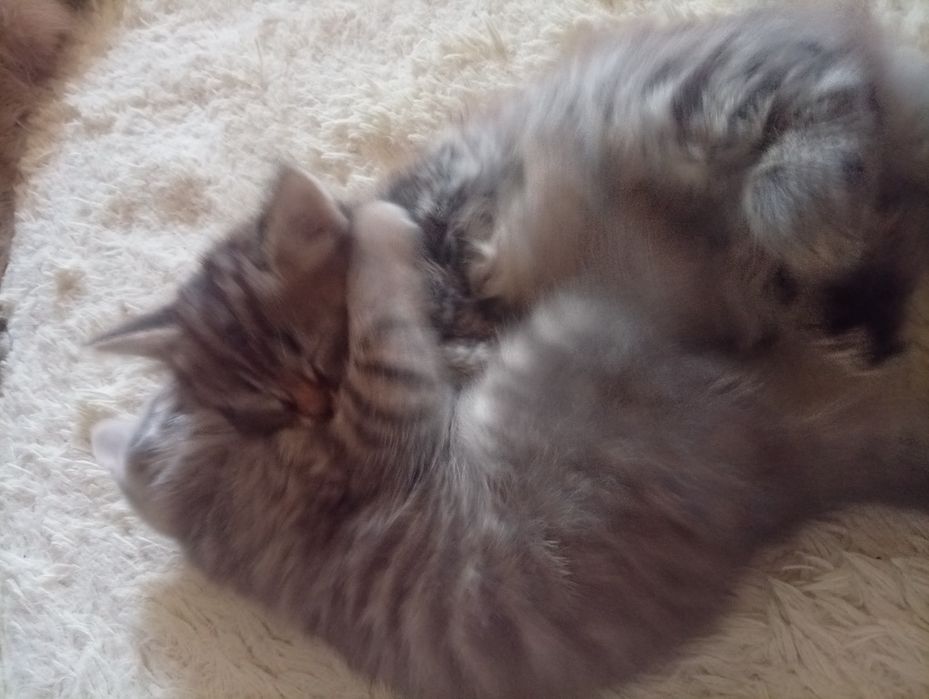 Котята мальчики .