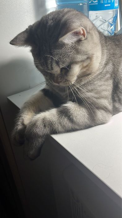 Кот для вязки предлагается