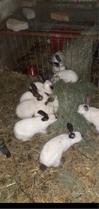 Iepuri carne si companie California