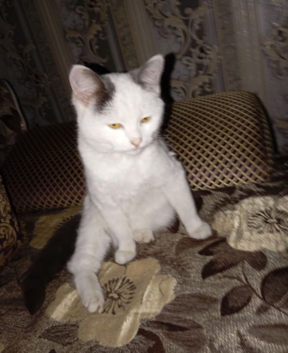 Отдам кошку в добрые руки