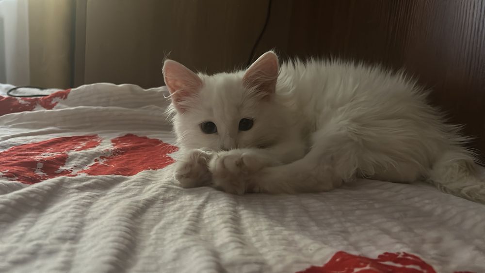 Прекрасный котенок